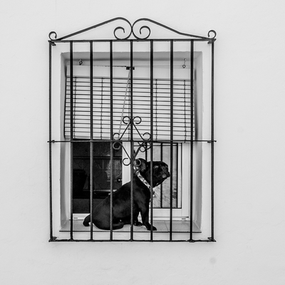 Posłuchaj: Szezlong „Learned helplessness”