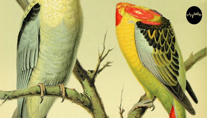 Premiera nowej płyty zespołu Tatvamasi połączona z&nbsp;koncertem